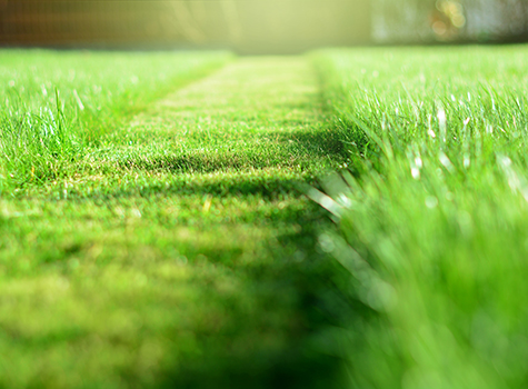 Strip of grass which has been mowed