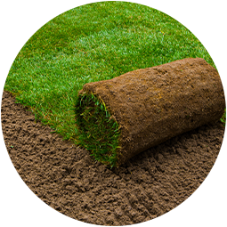 Roll of fresh sod